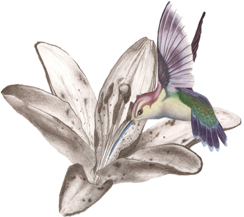Hummingbird - Hummingbird In Flower Tattoo (500x447)