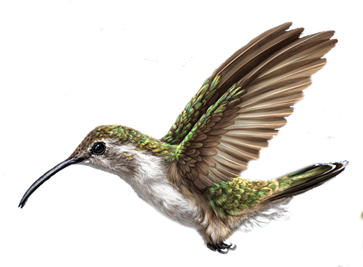 Bird Collibri Png By Geomantia - Bird (513x378)