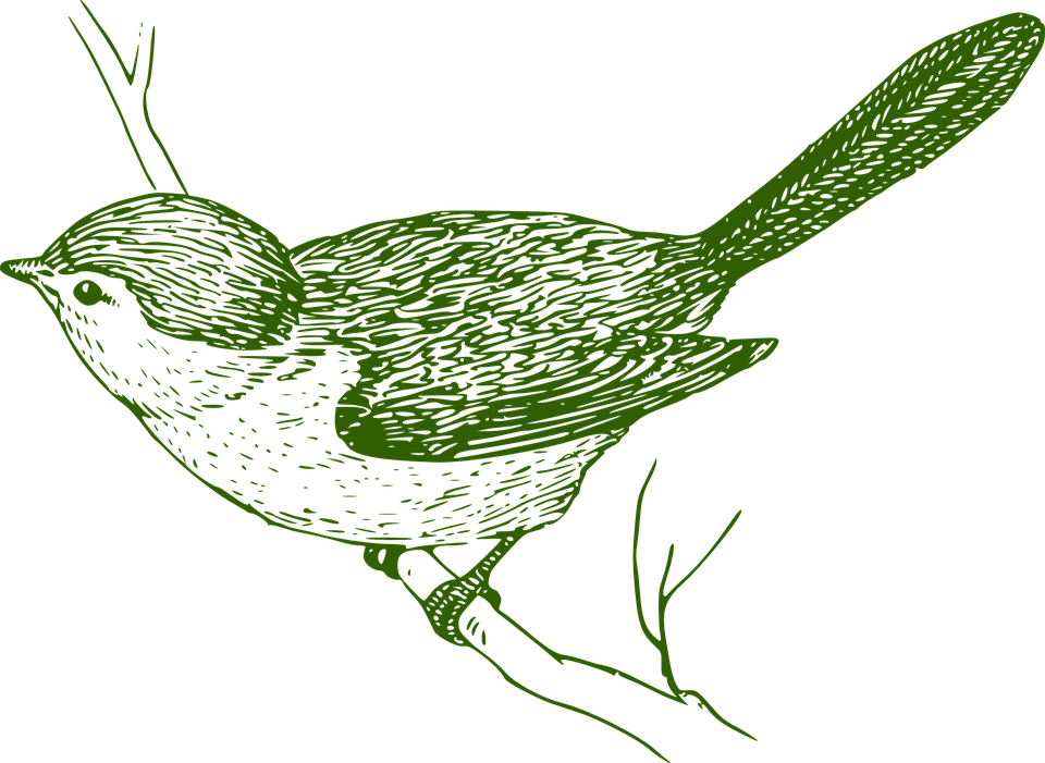 Free Bird Vector 29, Buy Clip Art - Bird On A Branch Sketch (960x701)