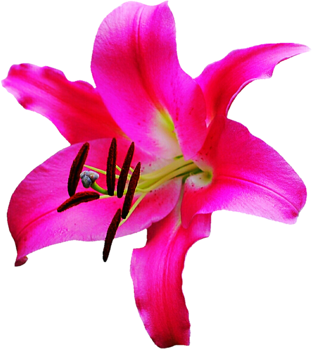 Starlet Lily By Jeanicebartzen27 - Orange Lily (1024x1141)