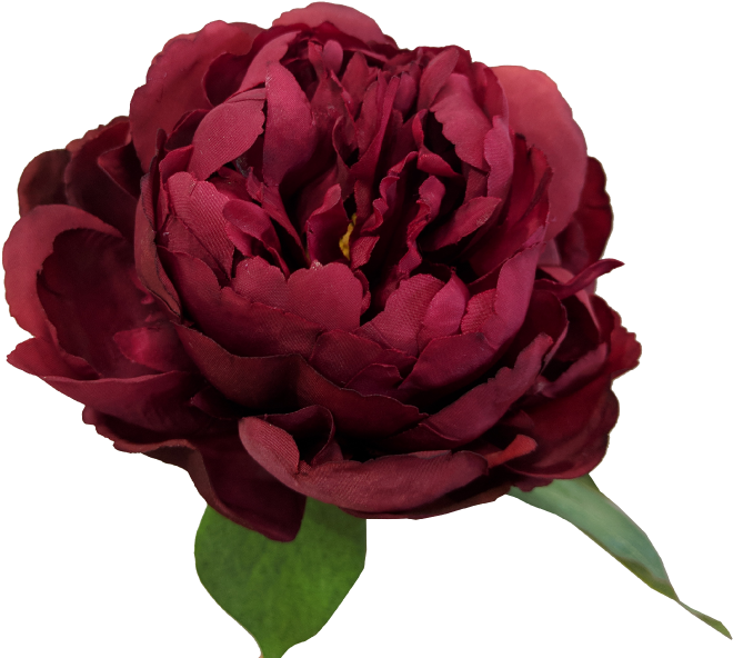 33cm Peony - Garden Roses (800x600)