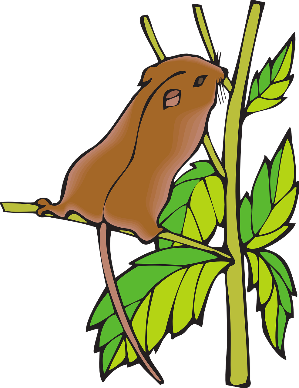 Clip Arts Related To - Dormice Clipart (986x1280)