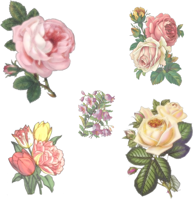 5 Vintage Flowers By Victorian-lady - Elegant Rose Throw Blanket (894x894)