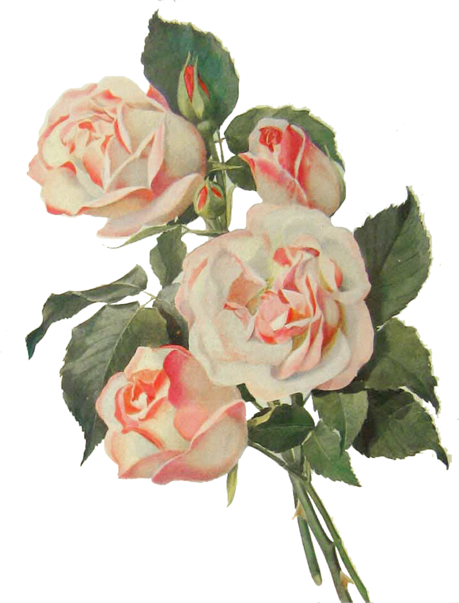 Vintage Flowers 2 By Elly05 - Vintage Flowers 2 By Elly05 (900x1183)