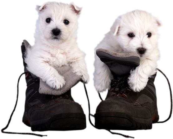 Small Dogspuppiesclip Artanimalsdogsmy Lovefunny - Puppy (600x475)