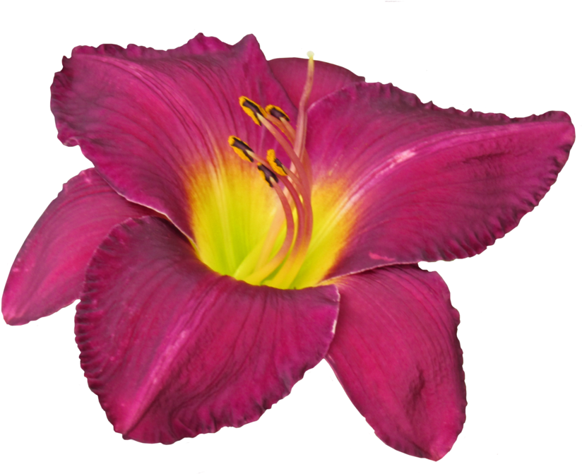 Day Lily Burgandy Image 2532 Clear-cut By Thestockwarehouse - Lily (900x707)