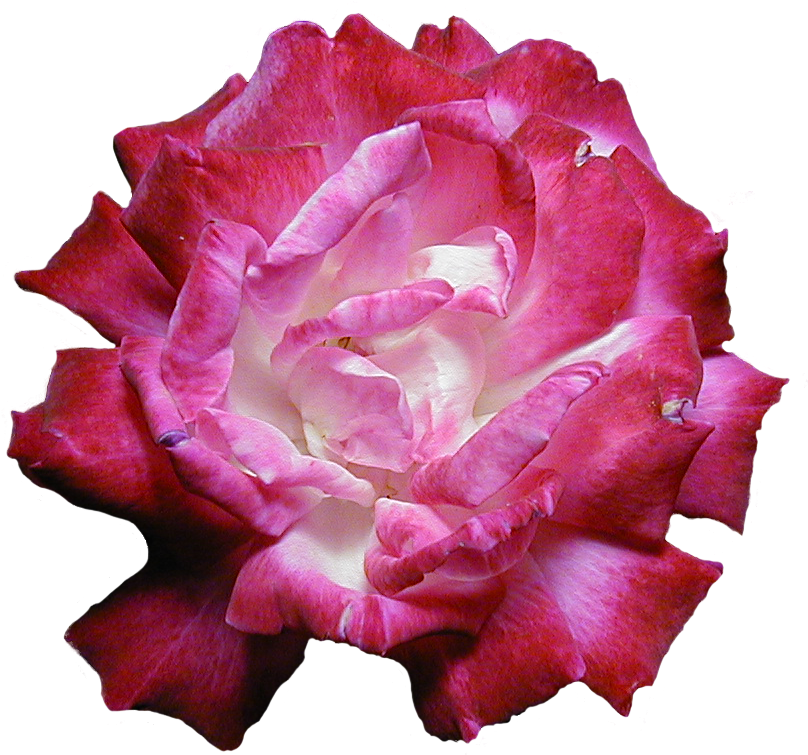 Garden Roses Pink Peony Flower Floral Design - Flower (871x860)