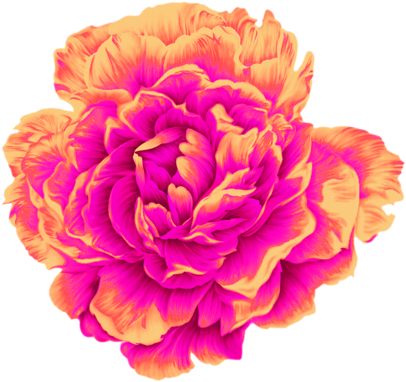 Moutan Peony Poster - Moutan Peony Poster (650x626)