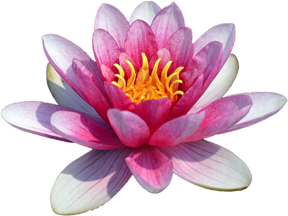 Water Lily Png Transparent Images Png All - Water Lily Png (979x816)