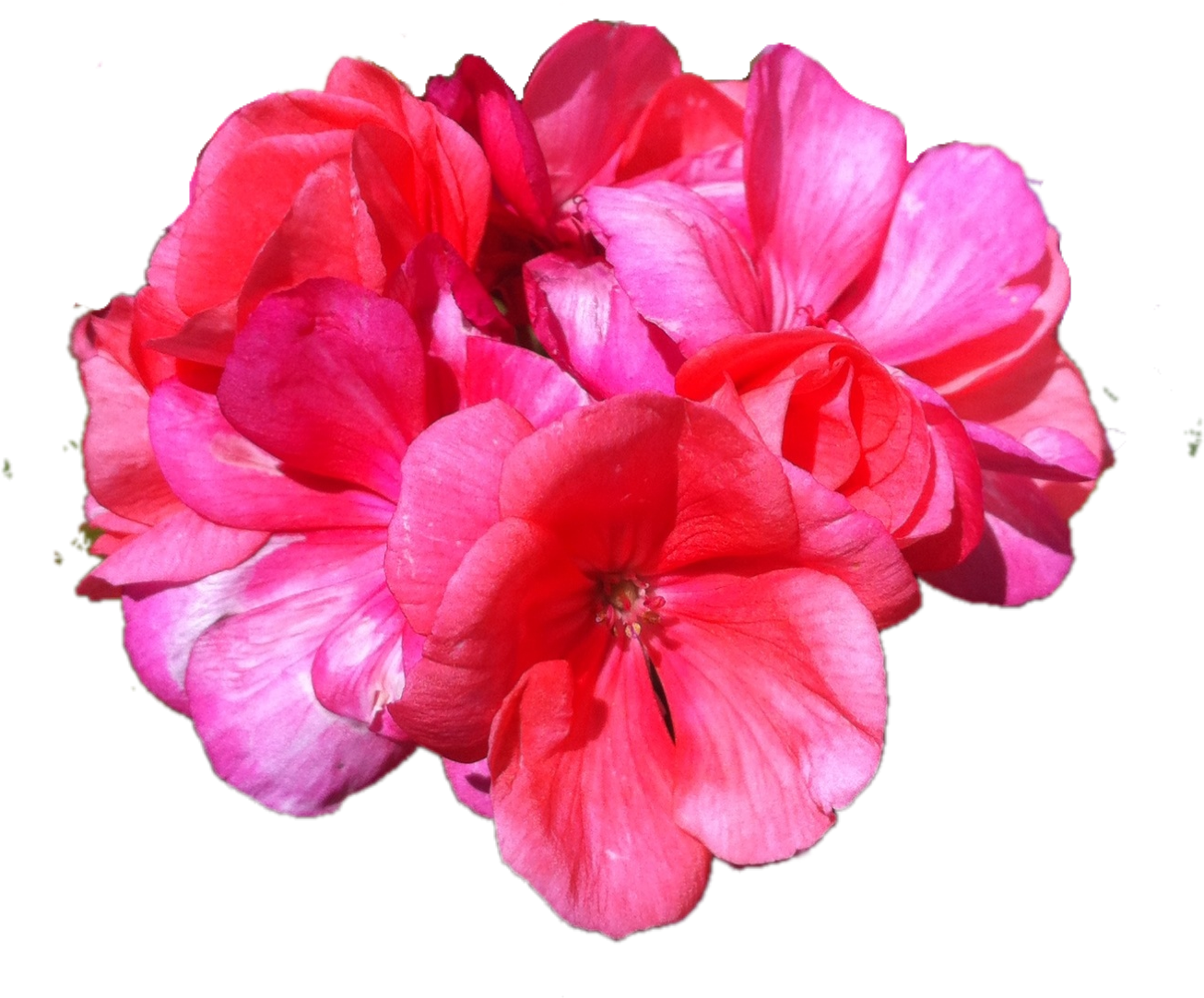 Superimpose Png - Petal (1530x2048)