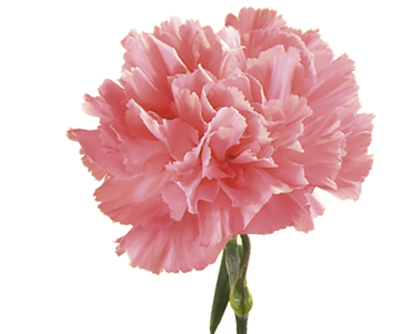 Carnation - Pink Carnation Flower Seeds (400x300)