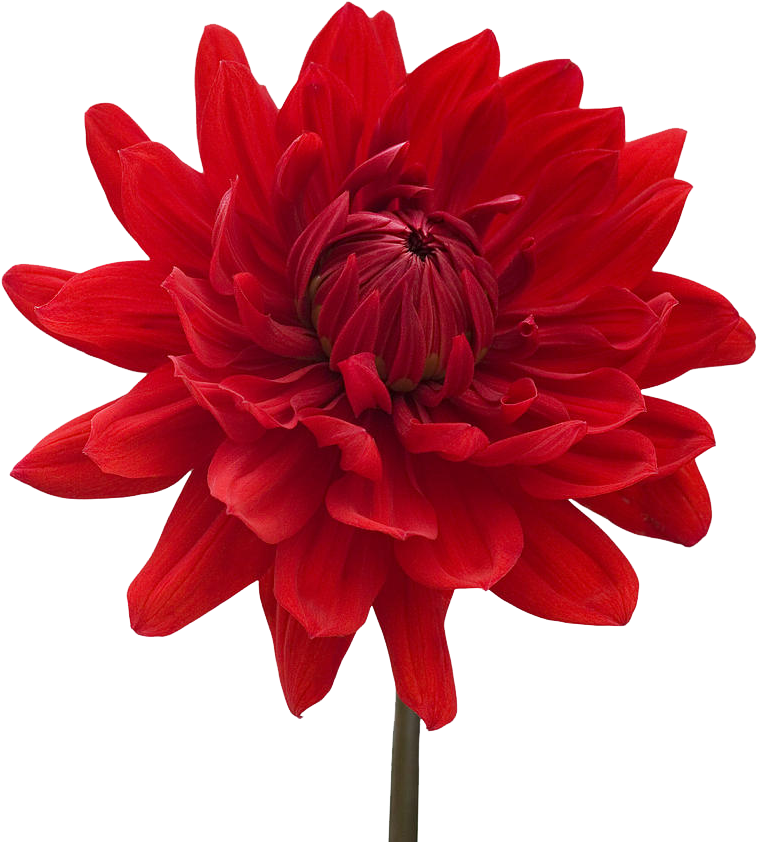 Flower 3 By Moonglowlilly - Flower With White Background (900x900)