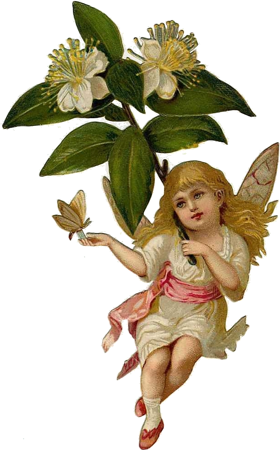 Victorian Flower Fairy - Victorian Flower Fairies (570x900)
