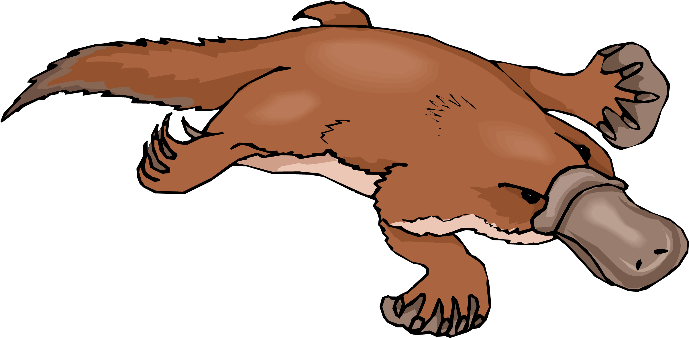Adaptations Of A Platypus (2531x1661)
