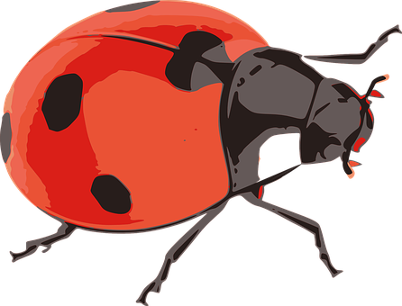 Ladybug Red Insect Nature Flying Little Be - 무당 벌레 Png (446x340)