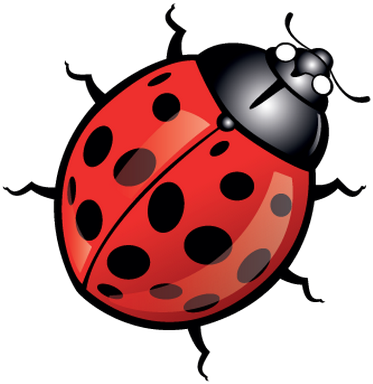 Beetle Ladybird Clip Art - Lady Bird Cartoon (800x800)