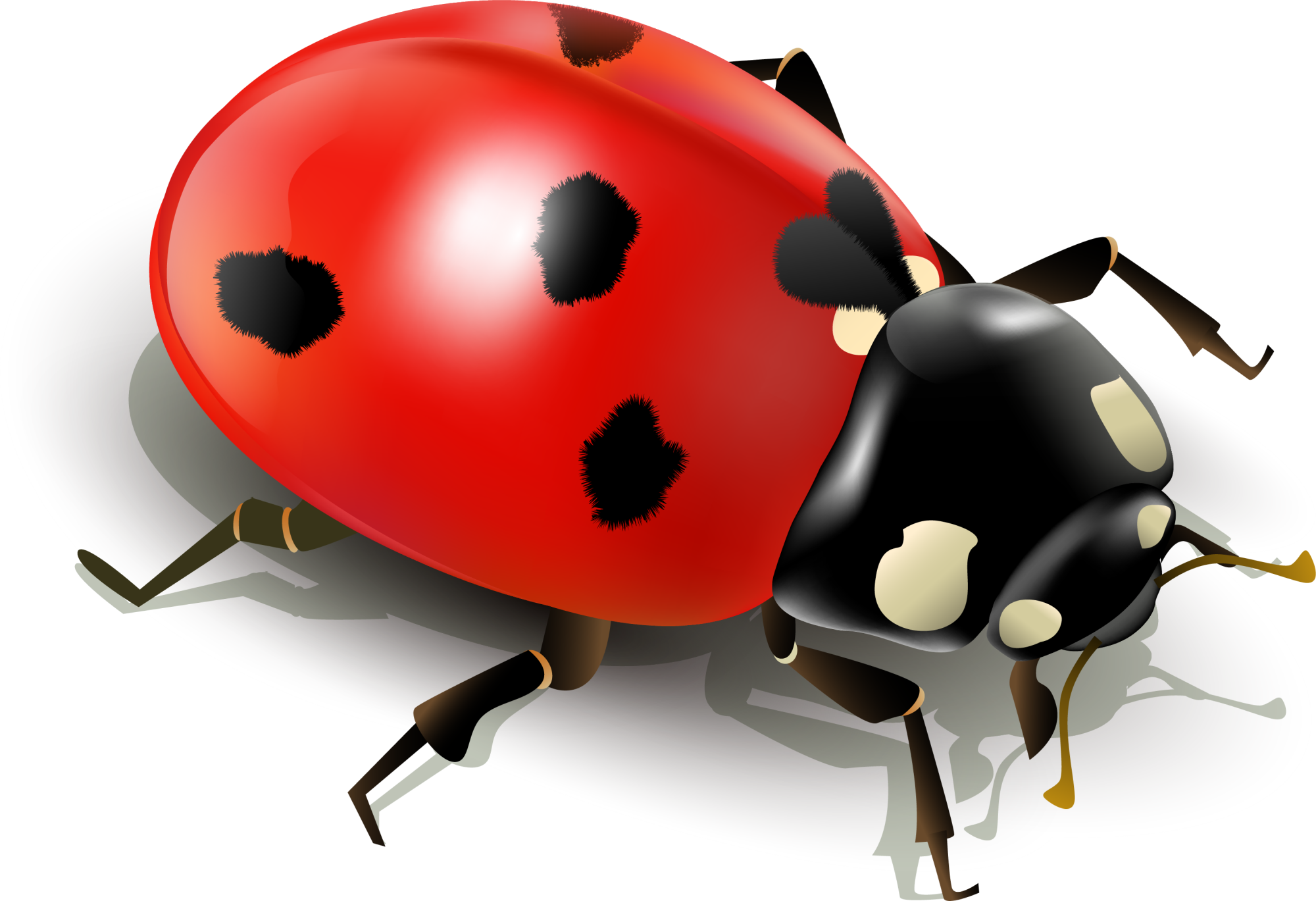 Insect Ladybird Clip Art - Insect Ladybird Clip Art (2000x1369)