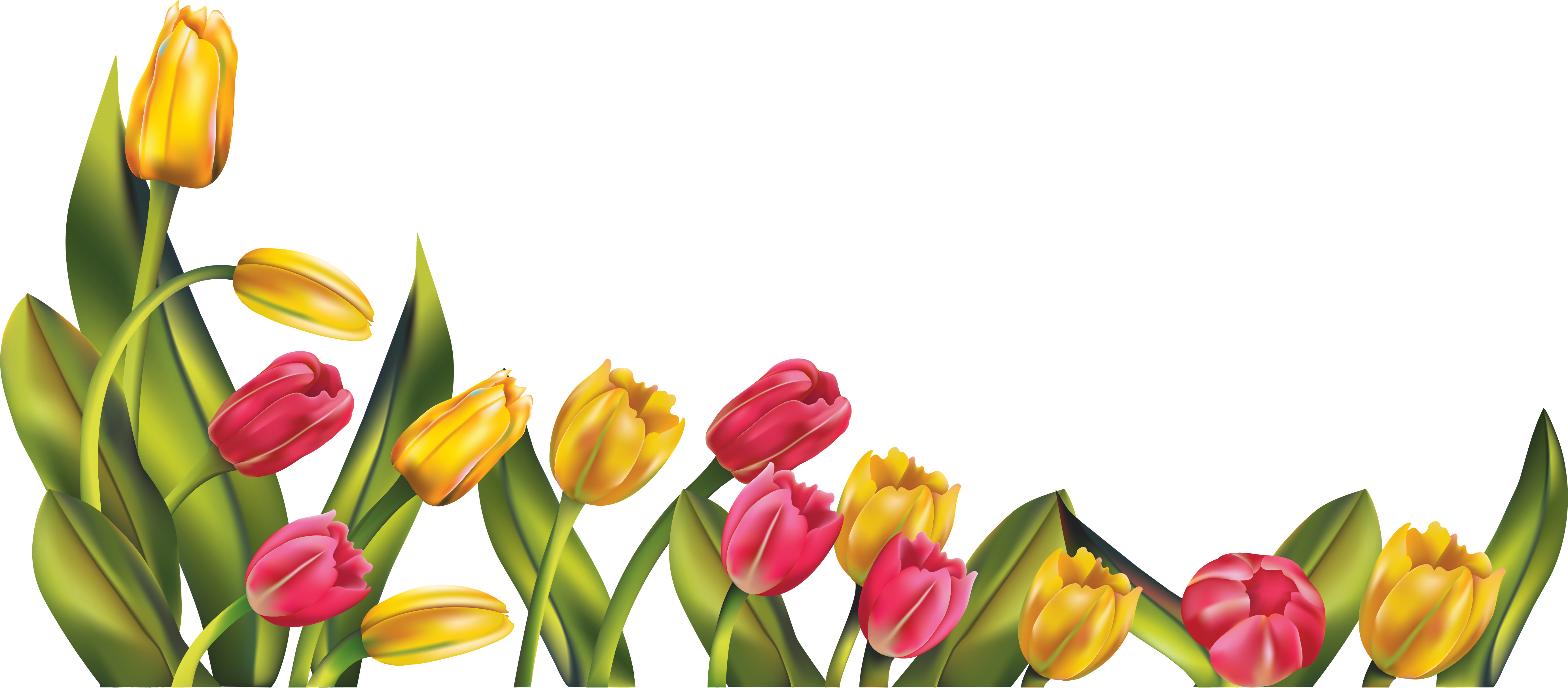 Spring Bottom Borders Clipart - Tulips Png (5532x2426)