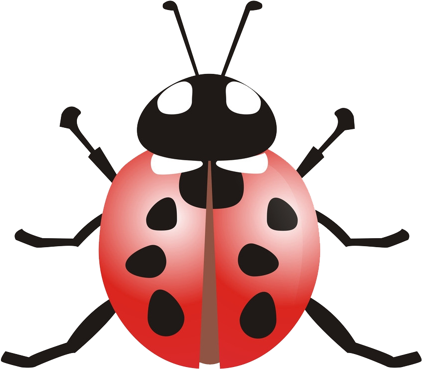 Ladybird Beetle Coccinella Septempunctata Clip Art - Ladybird Beetle Coccinella Septempunctata Clip Art (1024x924)