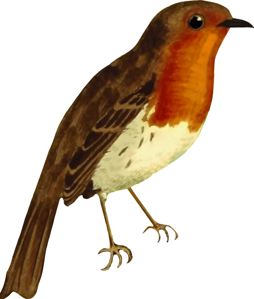 European Robin - Robin Clipart (849x1000)