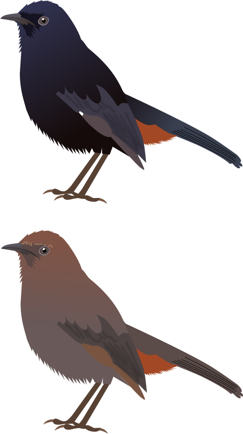 File - Indian Robin - Svg - - Rusty Blackbird (500x890)