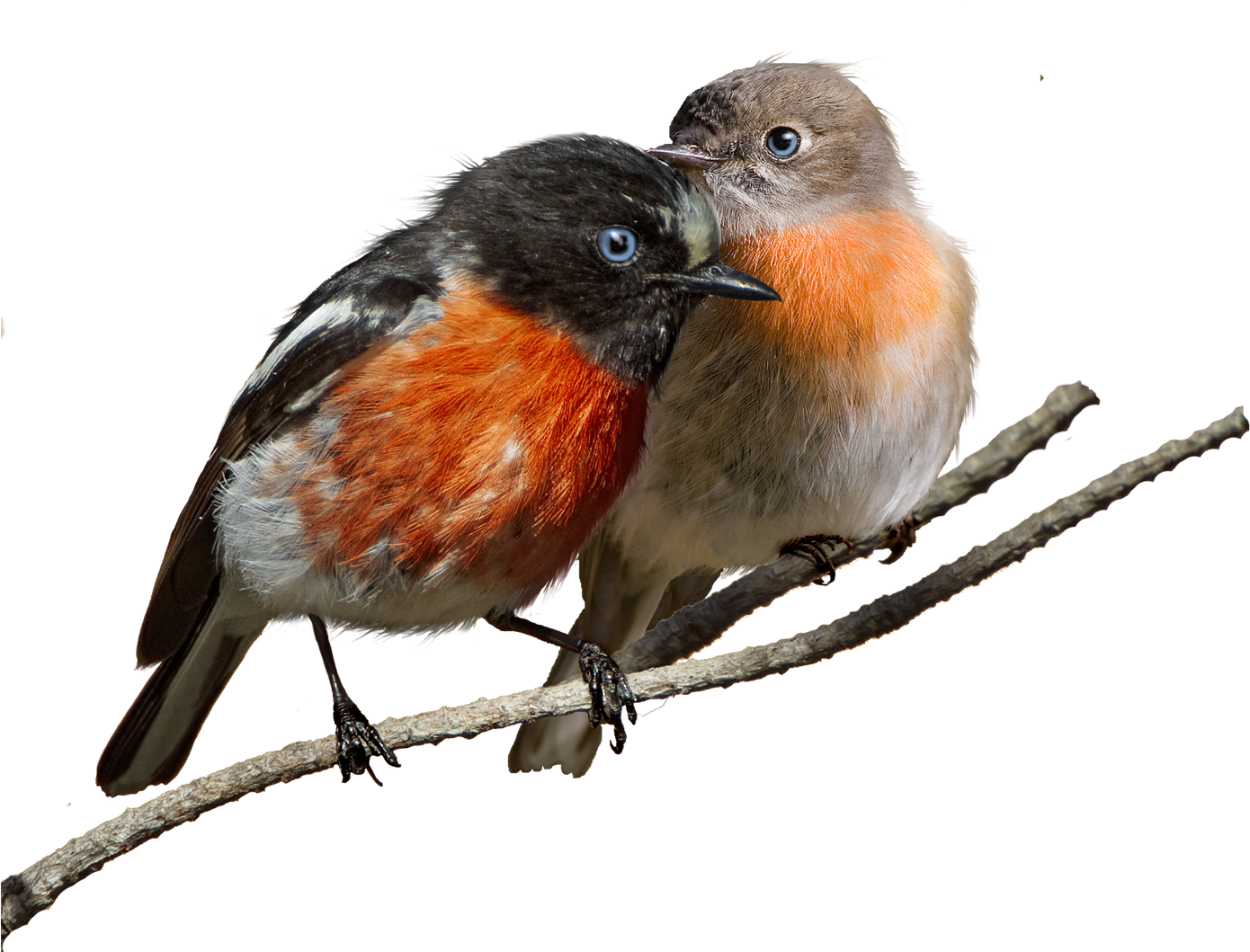 Bird European Robin Clip Art - Bird European Robin Clip Art (1406x1087)
