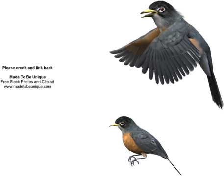 Robin Birds Flying 3d Cut-out By Madetobeunique - American Robin (600x480)