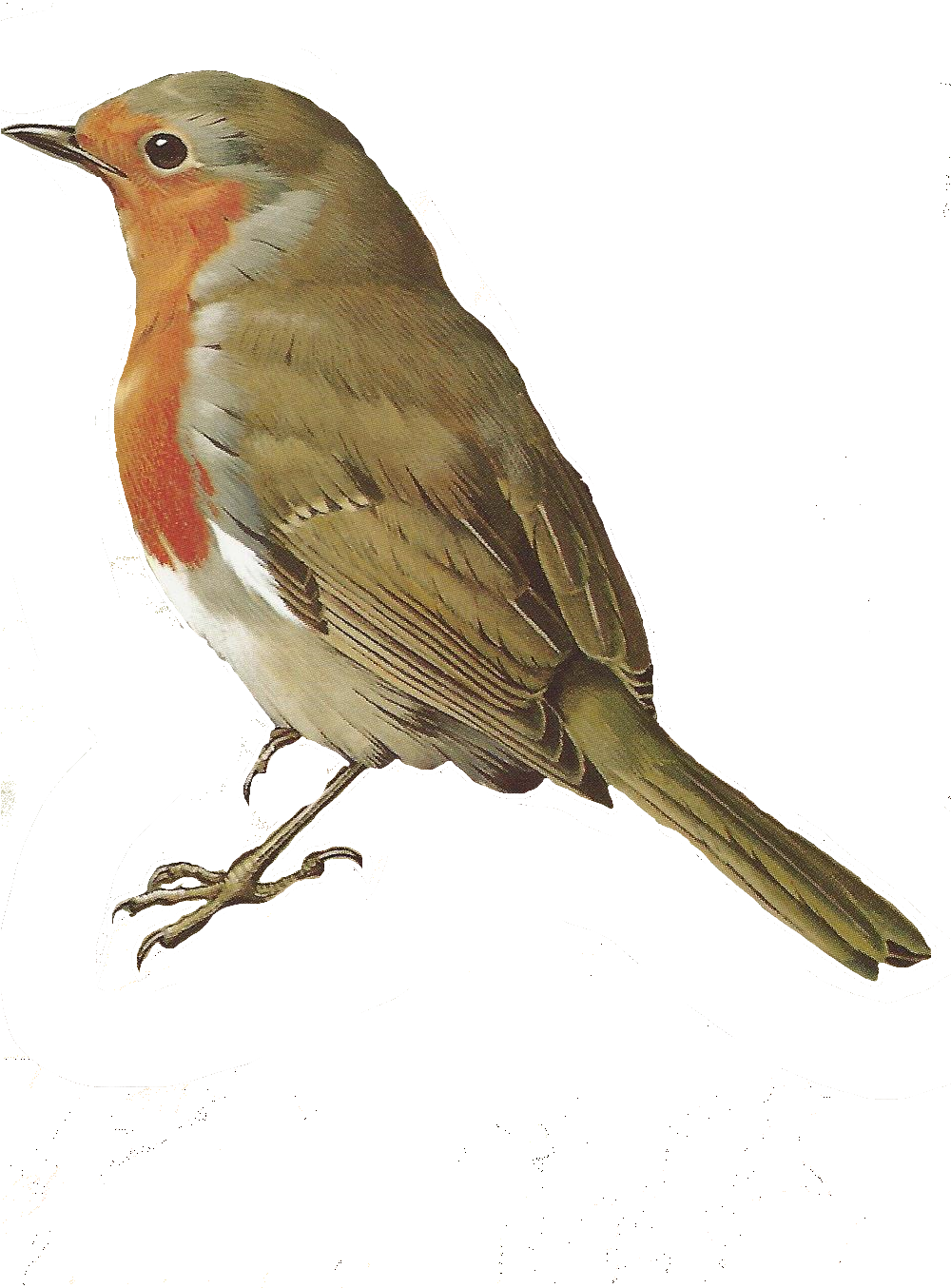 Glenda's World - Nightingale Bird Png (999x1469)
