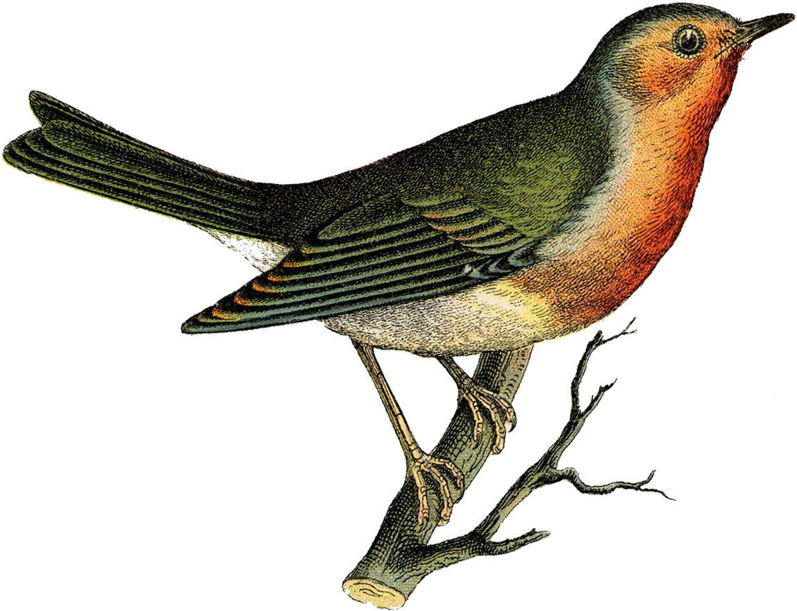 Bane Clipart - - Vintage Bird Illustration (1200x959)