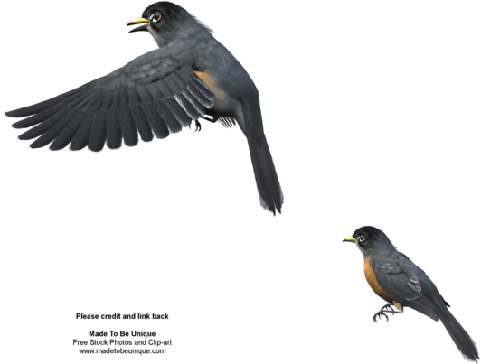 American Robins Free Stock Png By Madetobeunique - Flying Starling Png (600x480)