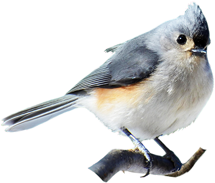 Bridled Titmouse Clipart - Clip Art (472x389)