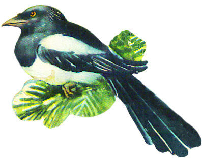 Magpie Clipart Robin - Clipart Megpie Robbin (506x412)