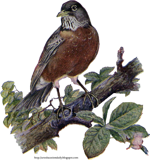 Robin Clipart Vintage - Song (513x544)
