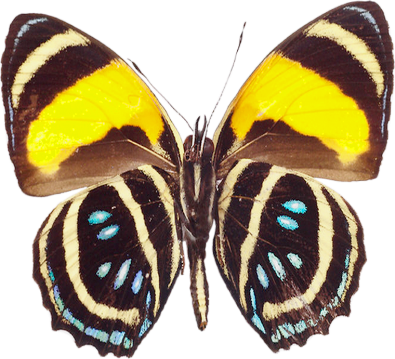 Large Brown Png Transparent Butterfly Clipart - Large Butterfly (800x727)