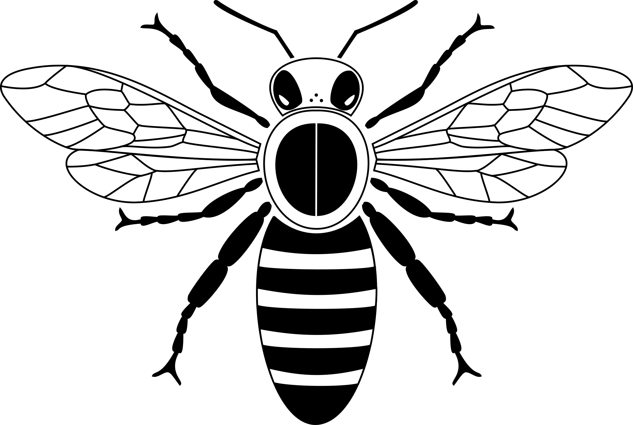 Big Image - Honey Bee Drawing (2400x1614)