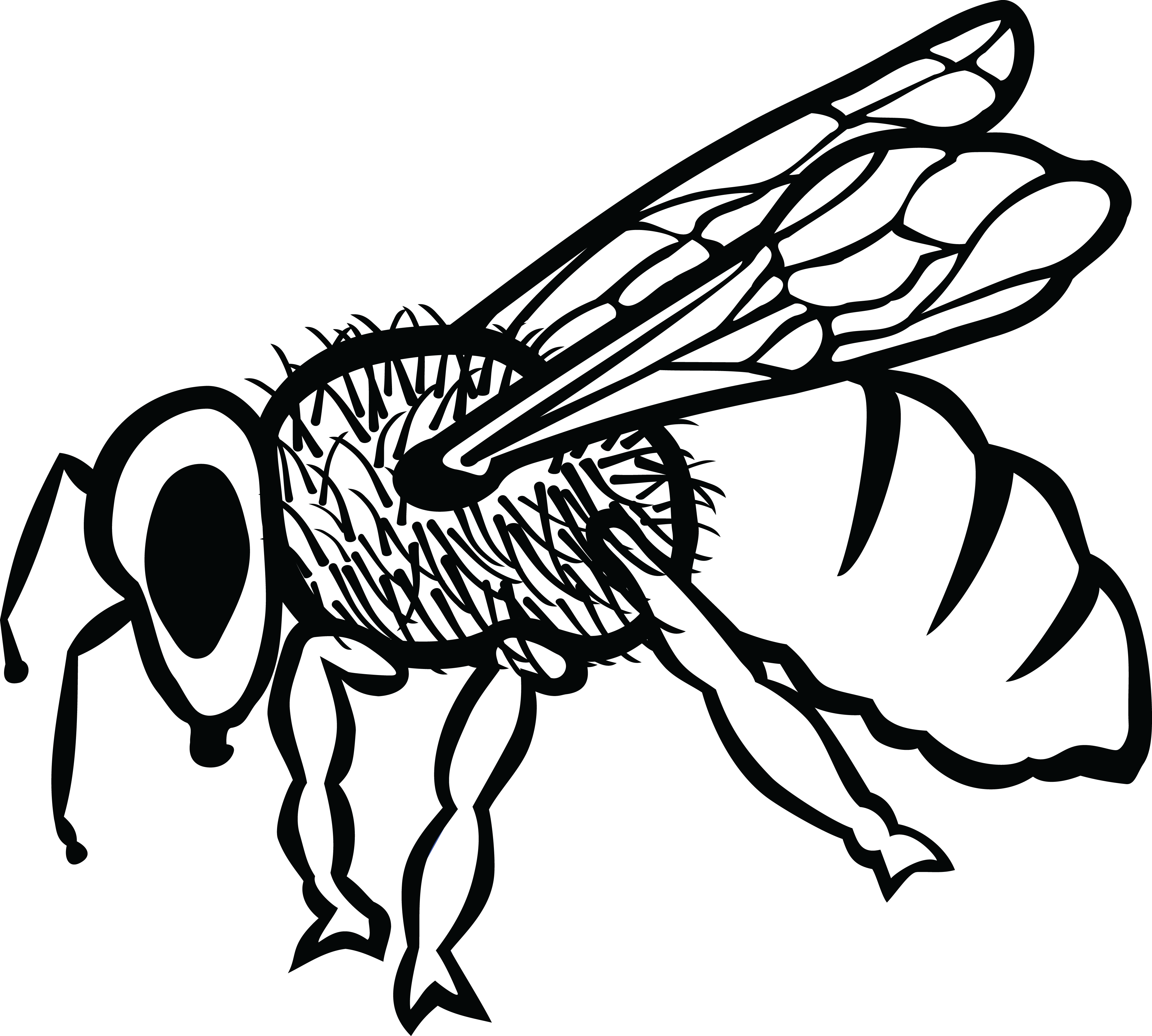 Free Clipart Of A Bee - Arı Karakalem (4000x3599)