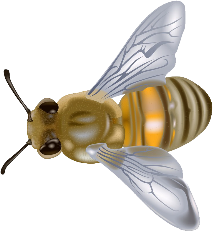 Honeybee Coloring Pages - Goldilocks And The 3 Bears (749x800)