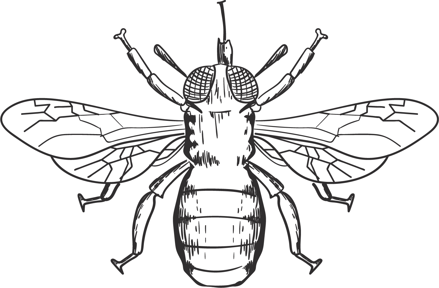 Honey Bee Bumblebee Scalable Vector Graphics Clip Art - Honey Bee Bumblebee Scalable Vector Graphics Clip Art (1523x1001)