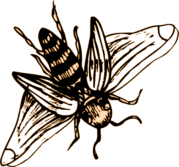 Bee Drawing Png (600x560)