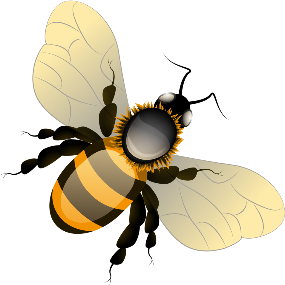 Bee Clipartbeesbee - Honeybee (979x1024)