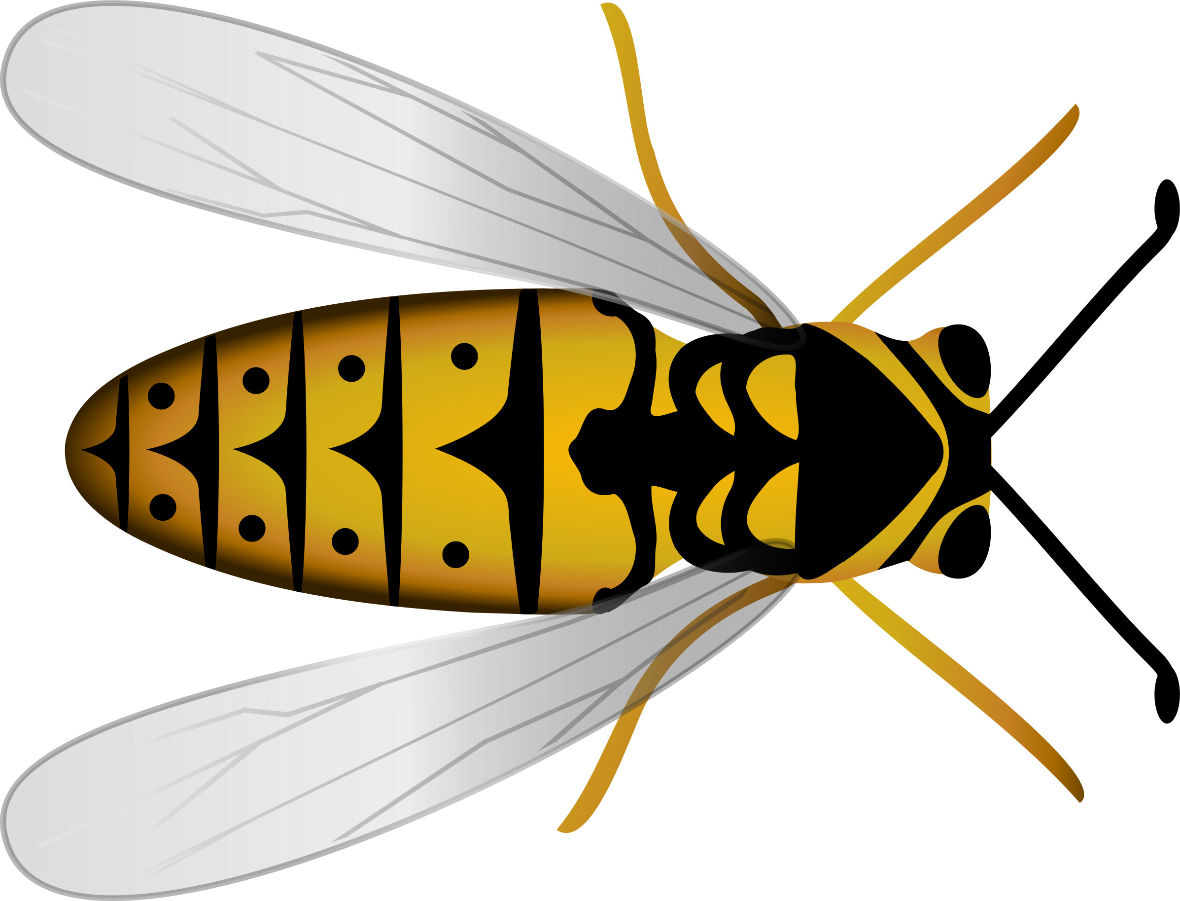 Clip Art Details - Custom Wasp Shower Curtain (2394x1827)