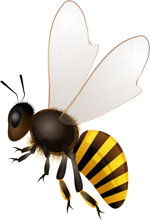 Bees ผึ้ง - Honey Bees Png (551x800)