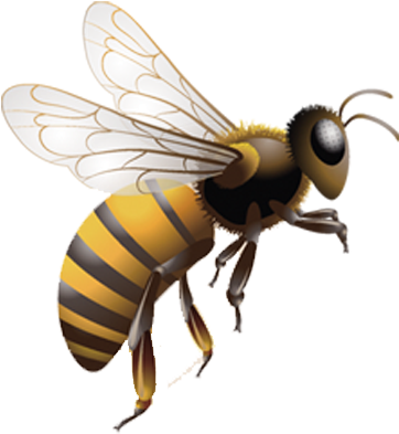 Honey Bee Insect Beehive Clip Art - Real Bee Clipart (800x800)