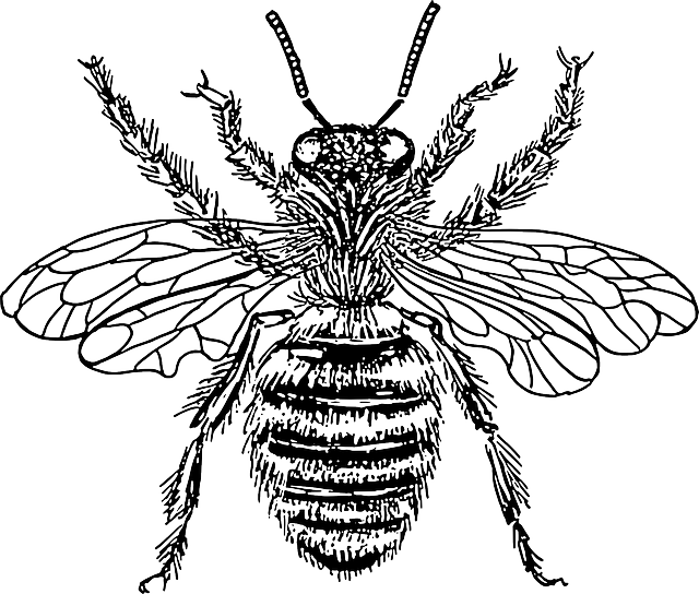 Honey, Queen, Cartoon, Bee, Wasp, Illustration, Insect - Queen Honey Bee Diagram (640x544)