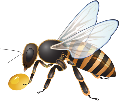 Пчела, Abeja, Abelha, Png - Net-winged Insects (500x441)