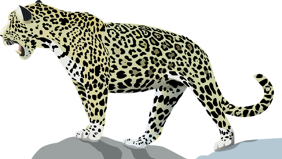 White Tiger Angry Download - Jaguar Animal (960x540)
