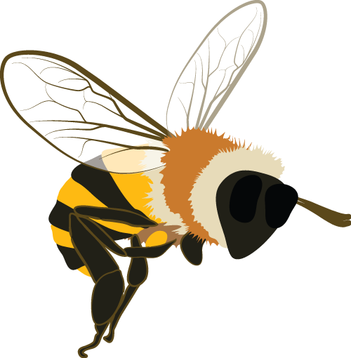 Bee (500x510)