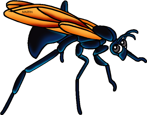 New Mexico State Insect Tarantula Hawk Wasp - New Mexico State Insect (648x520)