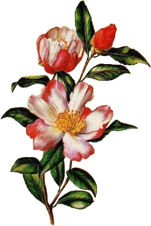 Tubes Fleurs - Rosa Arkansana (330x480)