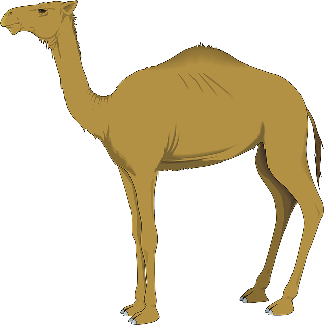 Camel Caravan Clipart Unta - Camel Clipart Png (638x640)